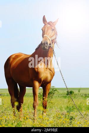 Soleil dépeignait un cheval brun Banque D'Images