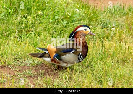 Canard Mandarin Aix galericulata, Banque D'Images