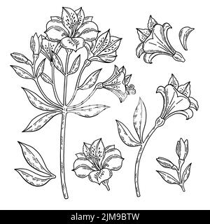 Vecteur de dessin au trait Alstroemeria noir et blanc Illustration de Vecteur