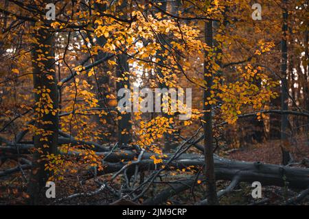 Feuilles rouillées sur les arbres en automne dans la forêt de la région de la capitale du Danemark Banque D'Images