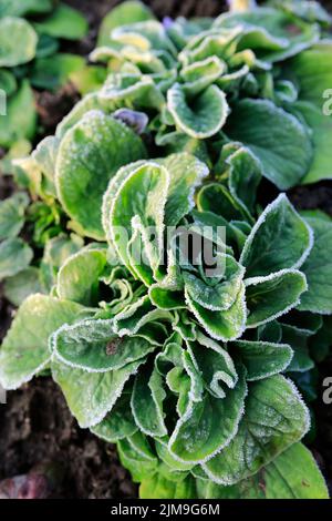 Salade de maïs (Valerianella locusta) dans le jardin avec du givre. Banque D'Images