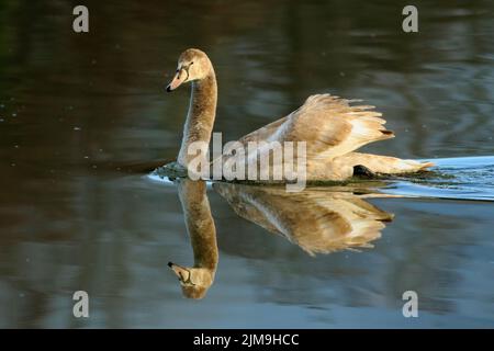 Jeune Cygne muet (Cygnus olor). Réflexion dans l'eau lors d'une chute de neige légère. Banque D'Images