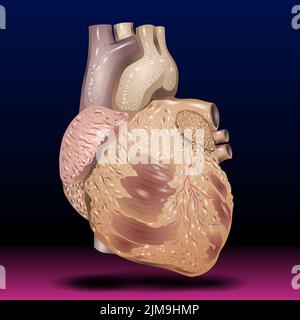 Illustration anatomique d'un cœur humain Banque D'Images