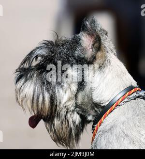 Standard Schnauzer (Mittelschnauzer) portrait de chien sur fond flou Banque D'Images