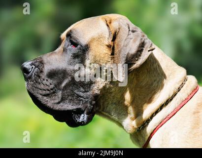 Grand Dane Dog portrait d'extérieur sur fond flou Banque D'Images