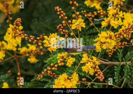 Un oiseau de soleil à dos olive perche parmi les fleurs jaunes du flamant jaune en Malaisie. Banque D'Images