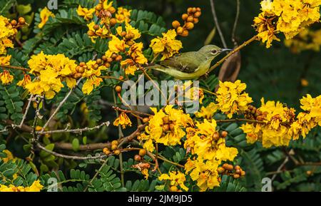 Une femelle sunbird à dos olive perche parmi les fleurs jaunes du flamant jaune en Malaisie. Banque D'Images