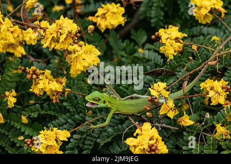 Lézard vert à crête parmi la fleur jaune en Malaisie. Banque D'Images