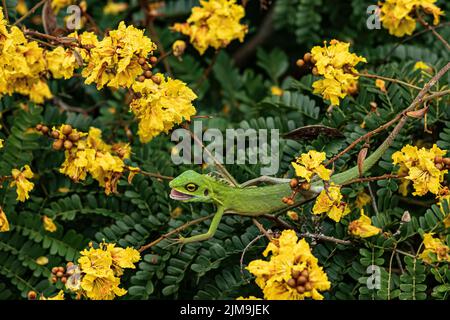 Lézard vert à crête parmi la fleur jaune en Malaisie. Banque D'Images