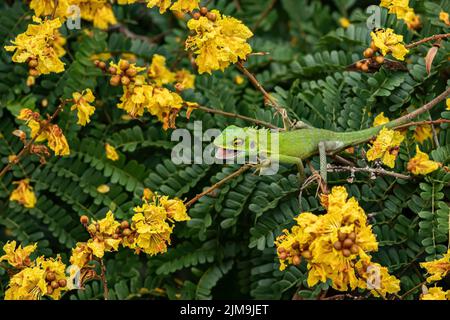 Lézard vert à crête parmi la fleur jaune en Malaisie. Banque D'Images