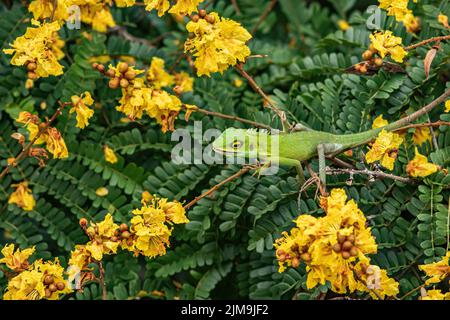 Lézard vert à crête parmi la fleur jaune en Malaisie. Banque D'Images