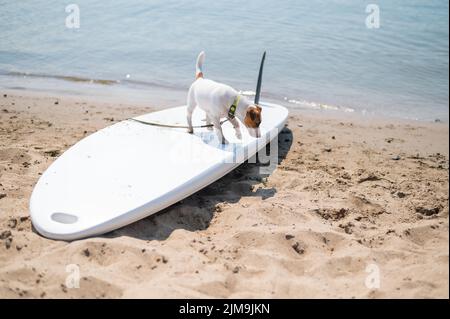 Jack russell terrier posé sur un paddle-board sur la plage. Chien sur une planche de surf Banque D'Images