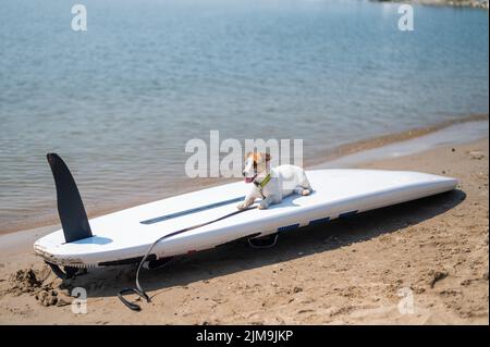 Jack russell terrier posé sur un paddle-board sur la plage. Chien sur une planche de surf Banque D'Images