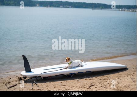 Jack russell terrier posé sur un paddle-board sur la plage. Chien sur une planche de surf Banque D'Images