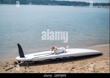 Jack russell terrier posé sur un paddle-board sur la plage. Chien sur une planche de surf Banque D'Images