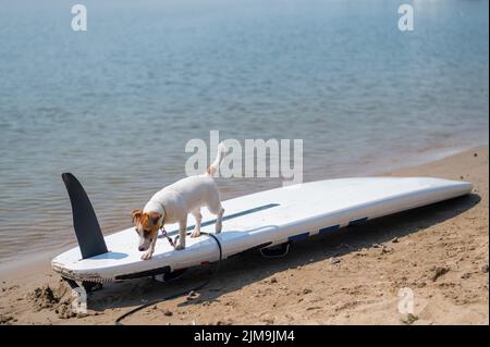 Jack russell terrier posé sur un paddle-board sur la plage. Chien sur une planche de surf Banque D'Images