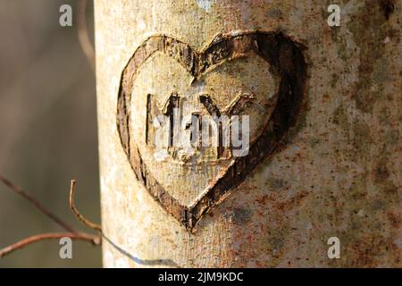 Déclaration d'amour dans l'écorce d'un arbre. M + Y Banque D'Images