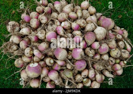 Brassica rapa subsp., navet Banque D'Images