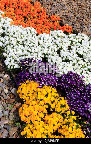 Un tapis de Viola cornuta violet de couleur variable. Banque D'Images