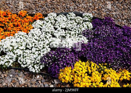 Un tapis de Viola cornuta violet de couleur variable. Banque D'Images