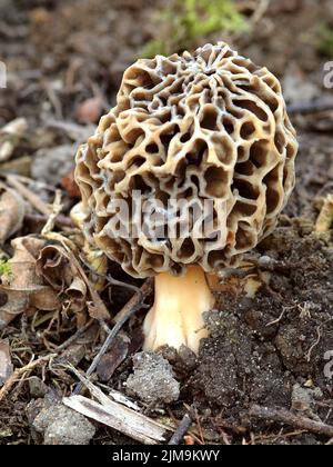 Morel commun, jaune, Morchella esculenta, Morel Banque D'Images