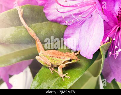 Petite grenouille qui s'étire à l'intérieur des fleurs sauvages en plein jour Banque D'Images