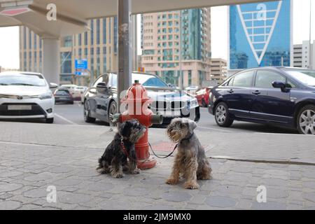 Deux petits animaux de compagnie à fourrure, chiens en laisse, attachés à un poteau incendie rouge sur un trottoir à l'extérieur d'un café le long de Sheikh Zayed Road à Dubaï, Émirats arabes Unis. Banque D'Images