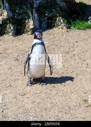 Pingouin Humboldt debout sur le sol sablonneux, au soleil chaud Banque D'Images