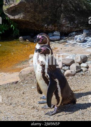 Pingouins Humboldt debout ensemble au bord d'une piscine sous le soleil. Banque D'Images