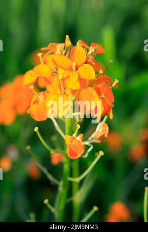 Fleur de mur de la mer Égée, fleur de mur commune, Erysimum cheiri Banque D'Images