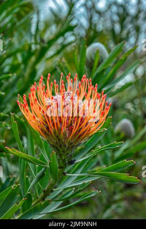 Kula, Maui Orange et Red Pinbushion Protea in a Field Banque D'Images