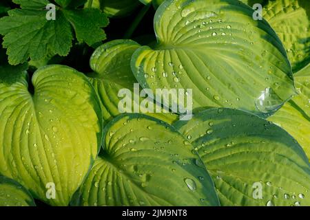 HostA Liberty, nénuphars à feuilles étroites Banque D'Images