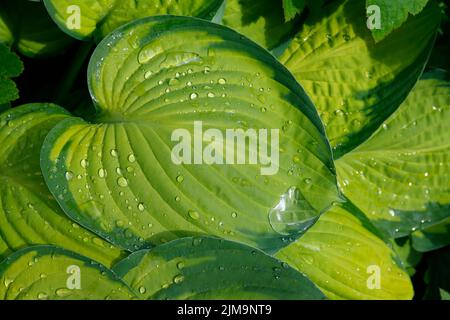 HostA Liberty, nénuphars à feuilles étroites Banque D'Images