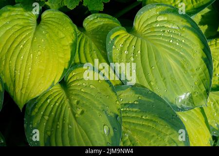 HostA Liberty, nénuphars à feuilles étroites Banque D'Images