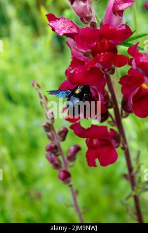 Snapdragon avec l'abeille charpentier. Violet d'abeille charpentier. Banque D'Images