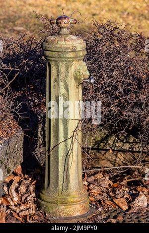 Un cliché vertical d'une vieille borne d'incendie rouillée parmi les branches d'arbres secs Banque D'Images