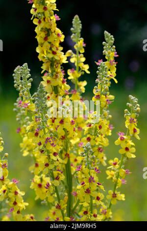 Verbascum nigrum, mullein noir, mullein foncé Banque D'Images