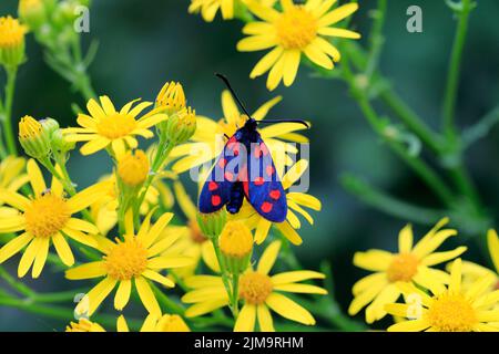 Senecio jacobaea, Ragwort avec papillon Zygaena transalpina, Zygaenidae. Banque D'Images