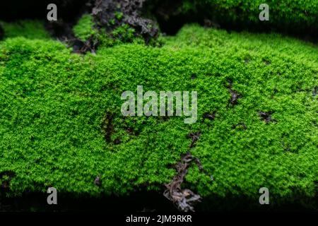 Photo macro de mousse vert foncé sur un rocher dans une forêt tropicale. Les mousses préfèrent les habitats humides. Banque D'Images