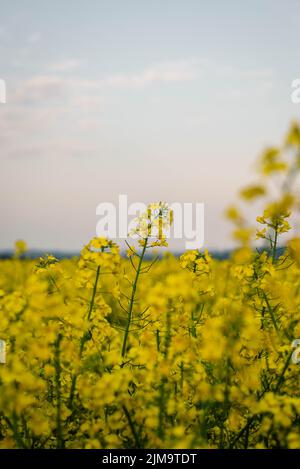 Un gros plan vertical de paysage rural avec champ de canola jaune. Fleurs de canola en fleurs, vue du printemps Banque D'Images