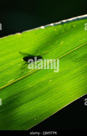 Gros plan d'une ombre de mouche sur la feuille Banque D'Images