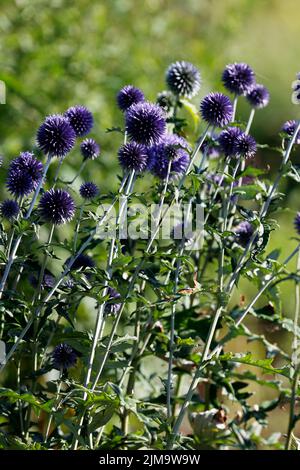 Echinops ritro, Globe Thistle Banque D'Images