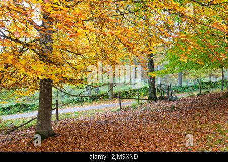 Automne dans un bosquet d'arbres Banque D'Images