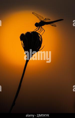 Une silhouette d'une libellule contre le lever du soleil , Camargue, France Banque D'Images