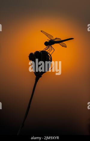 Une silhouette d'une libellule contre le lever du soleil , Camargue, France Banque D'Images