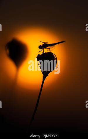 Une silhouette d'une libellule contre le lever du soleil , Camargue, France Banque D'Images