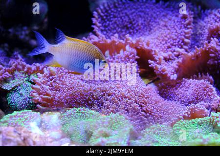 Un gros plan de Ternate damégoïste sur fond de coraux de champignons poilus, Amblyglyphidodon ternatensis, Lemon Chromis Banque D'Images