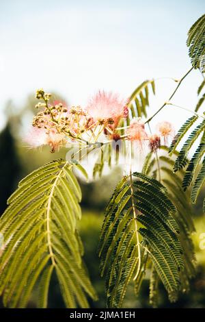 Un cliché vertical d'une fleur de Mimosa hostilis avec des feuilles vertes dans un jardin à la lumière du jour Banque D'Images