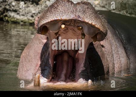 Animaux, zoo Banque D'Images