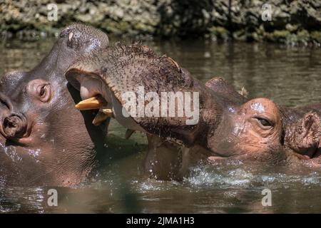 Animaux, zoo Banque D'Images